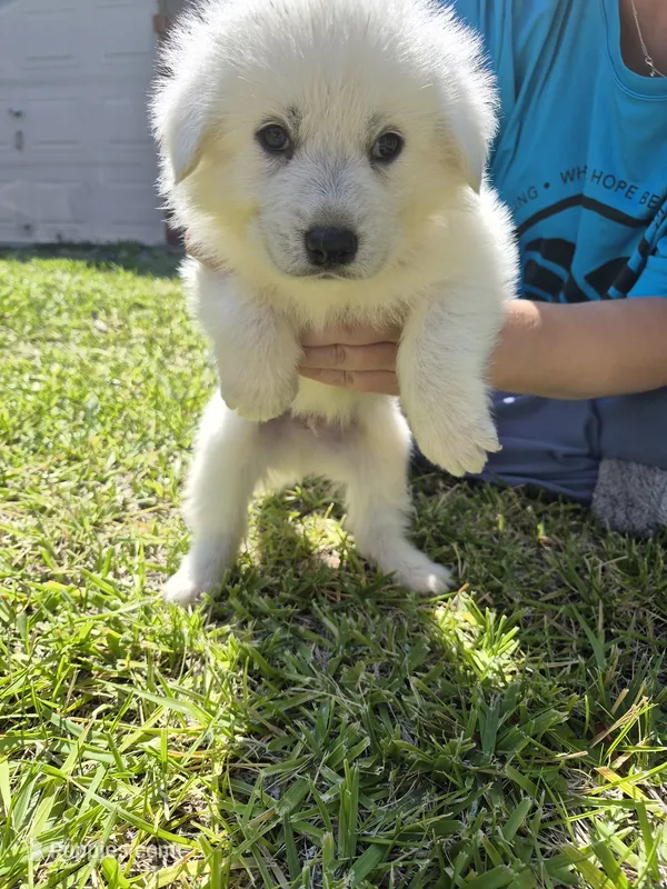Marshall – German Shepherd Dog, Great Pyrenees puppy for sale in Parker, CO