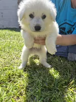 Marshall, a male German Shepherd Dog and Great Pyrenees for sale in Parker, CO – 1 of 4