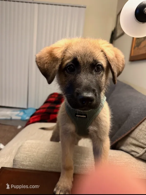 Skye – German Shepherd Dog, Great Pyrenees puppy for sale in Parker, CO