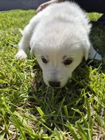Everest, a female German Shepherd Dog and Great Pyrenees for sale in Parker, CO – 3 of 4