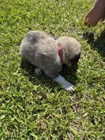 Liberty, a female German Shepherd Dog and Great Pyrenees for sale in Parker, CO – 2 of 4