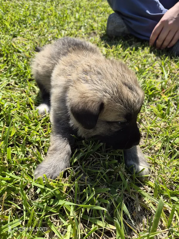 Skye – German Shepherd Dog, Great Pyrenees puppy for sale in Parker, CO