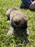 Skye, a female German Shepherd Dog and Great Pyrenees for sale in Parker, CO – 1 of 3