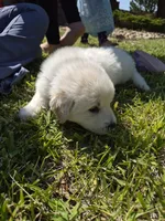 Chase, a male German Shepherd Dog and Great Pyrenees for sale in Parker, CO – 4 of 4