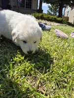 Rubble, a male German Shepherd Dog and Great Pyrenees for sale in Parker, CO – 4 of 5