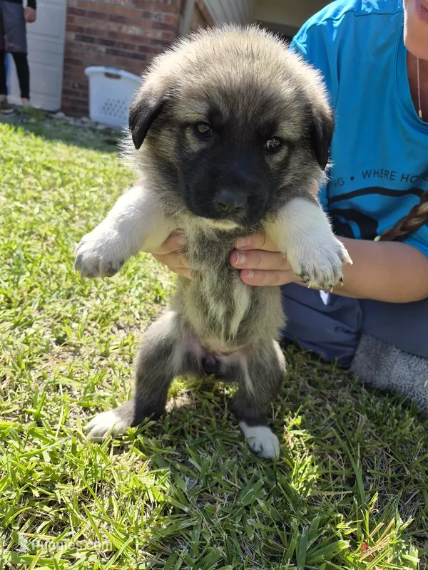 Liberty – German Shepherd Dog, Great Pyrenees puppy for sale in Parker, CO