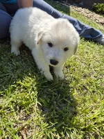 Rubble, a male German Shepherd Dog and Great Pyrenees for sale in Parker, CO – 3 of 5