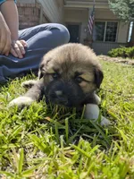 Rocky, a male German Shepherd Dog and Great Pyrenees for sale in Parker, CO – 5 of 5