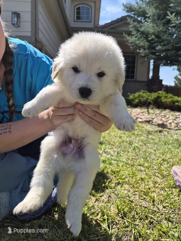 Chase – German Shepherd Dog, Great Pyrenees puppy for sale in Parker, CO