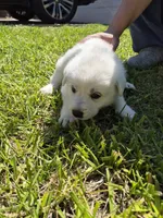 Everest, a female German Shepherd Dog and Great Pyrenees for sale in Parker, CO – 2 of 4