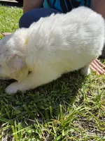 Rubble, a male German Shepherd Dog and Great Pyrenees for sale in Parker, CO – 2 of 5