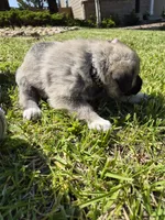 Star, a male German Shepherd Dog and Great Pyrenees for sale in Parker, CO – 3 of 4