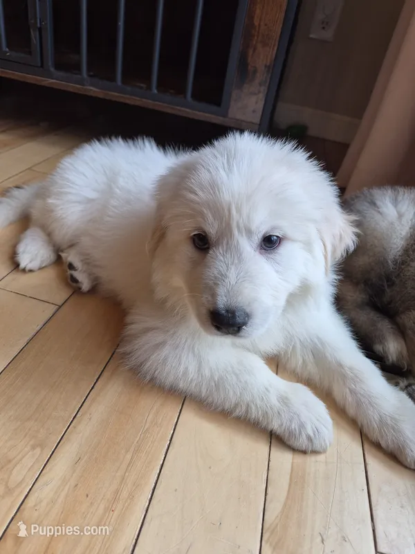 Rubble – German Shepherd Dog, Great Pyrenees puppy for sale in Parker, CO