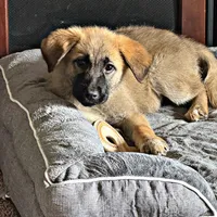 Skye, a female German Shepherd Dog and Great Pyrenees for sale in Parker, CO – 3 of 3