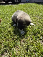 Liberty, a female German Shepherd Dog and Great Pyrenees for sale in Parker, CO – 4 of 4
