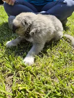 Star, a male German Shepherd Dog and Great Pyrenees for sale in Parker, CO – 2 of 4