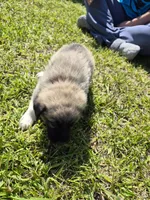 Liberty, a female German Shepherd Dog and Great Pyrenees for sale in Parker, CO – 3 of 4