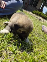 Rocky, a male German Shepherd Dog and Great Pyrenees for sale in Parker, CO – 3 of 5