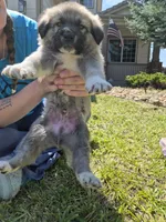 Star, a male German Shepherd Dog and Great Pyrenees for sale in Parker, CO – 4 of 4