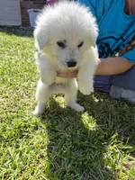 Marshall, a male German Shepherd Dog and Great Pyrenees for sale in Parker, CO – 4 of 4