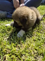 Rocky, a male German Shepherd Dog and Great Pyrenees for sale in Parker, CO – 2 of 5