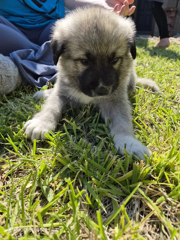 Star – German Shepherd Dog, Great Pyrenees puppy for sale in Parker, CO