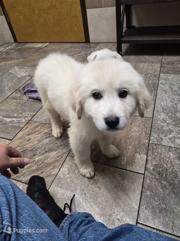 Chase – German Shepherd Dog, Great Pyrenees puppy for sale in Parker, CO