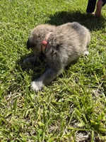 Skye, a female German Shepherd Dog and Great Pyrenees for sale in Parker, CO – 2 of 3