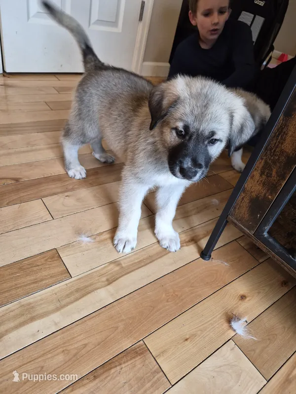 Star – German Shepherd Dog, Great Pyrenees puppy for sale in Parker, CO