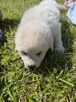 Chase, a male German Shepherd Dog and Great Pyrenees for sale in Parker, CO – 2 of 4