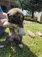 Rocky, a male German Shepherd Dog and Great Pyrenees for sale in Parker, CO – 4 of 5