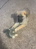 Skye, a female German Shepherd Dog and Great Pyrenees for sale in Parker, CO – 2 of 3