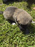 Skye, a female German Shepherd Dog and Great Pyrenees for sale in Parker, CO – 3 of 3