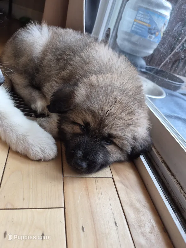 Rocky – German Shepherd Dog, Great Pyrenees puppy for sale in Parker, CO