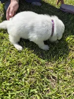 Everest, a female German Shepherd Dog and Great Pyrenees for sale in Parker, CO – 4 of 4