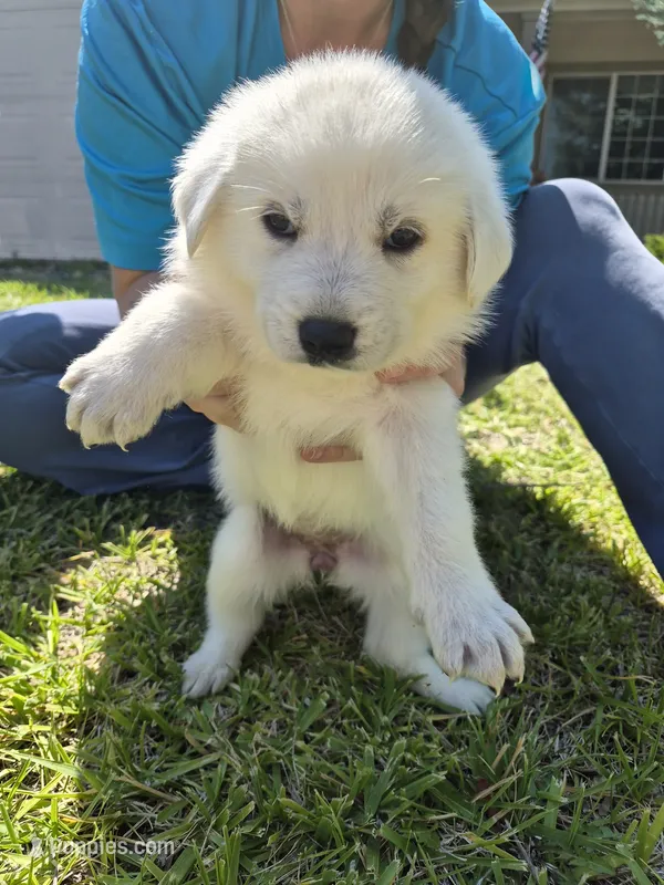 Everest – German Shepherd Dog, Great Pyrenees puppy for sale in Parker, CO