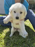 Everest, a female German Shepherd Dog and Great Pyrenees for sale in Parker, CO – 1 of 4
