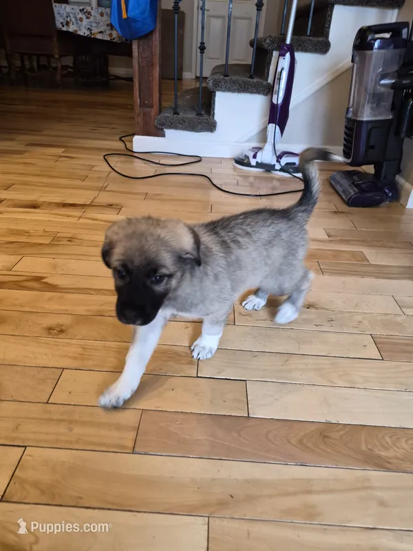 Liberty – German Shepherd Dog, Great Pyrenees puppy for sale in Parker, CO