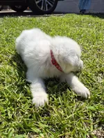 Marshall, a male German Shepherd Dog and Great Pyrenees for sale in Parker, CO – 3 of 4