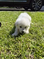Marshall, a male German Shepherd Dog and Great Pyrenees for sale in Parker, CO – 2 of 4