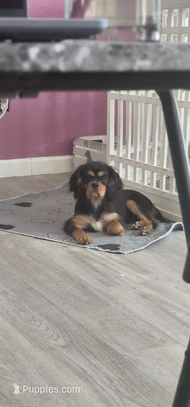 Charlie – Cavalier King Charles Spaniel puppy for sale in Sacramento, CA
