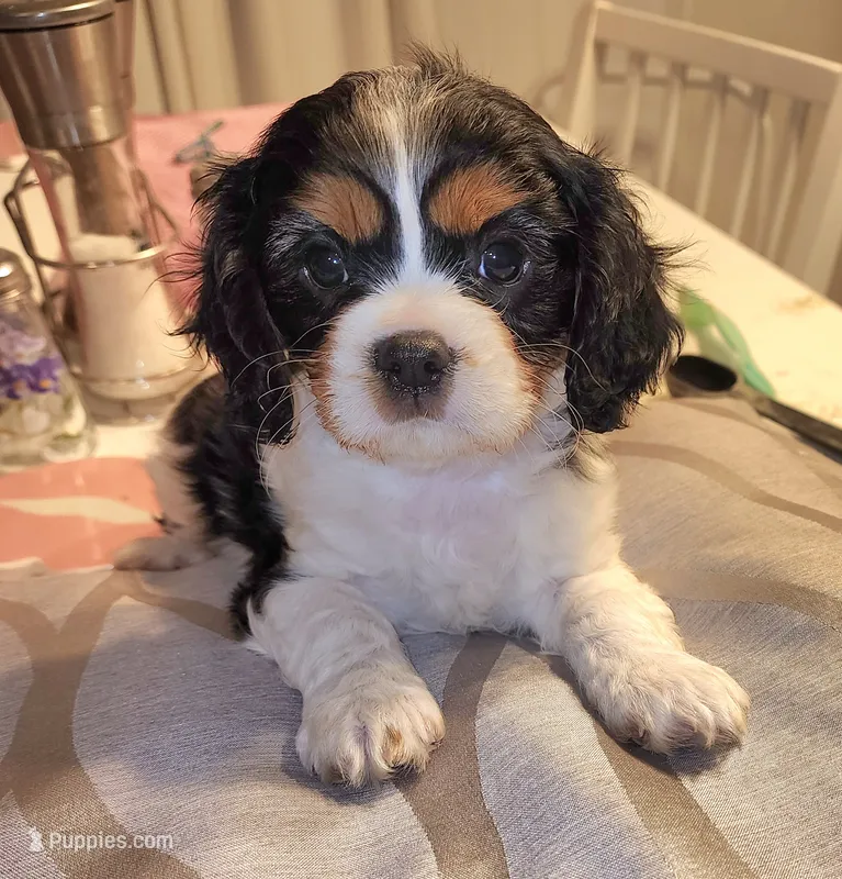 Elliot  – Cavalier King Charles Spaniel puppy for sale in Sacramento, CA