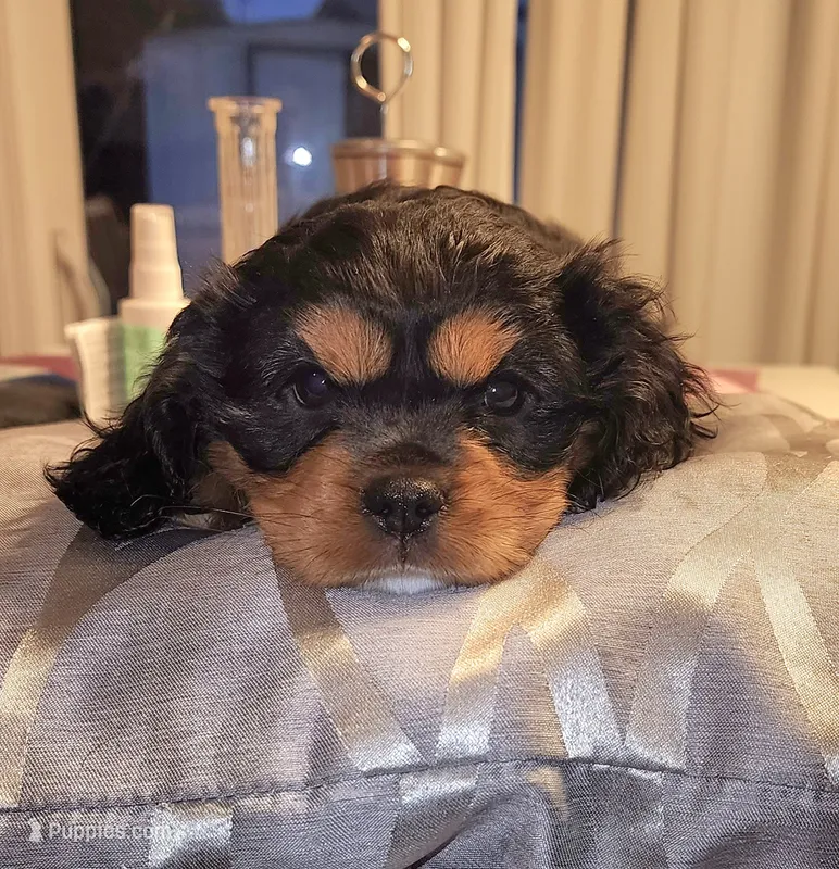 Ellia – Cavalier King Charles Spaniel puppy for sale in Sacramento, CA