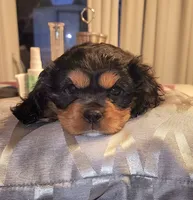 Ellia, a female Cavalier King Charles Spaniel for sale in Sacramento, CA – 1 of 2
