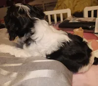 Elliot , a male Cavalier King Charles Spaniel for sale in Sacramento, CA – 2 of 2