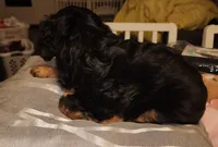 Ellia, a female Cavalier King Charles Spaniel for sale in Sacramento, CA – 2 of 2