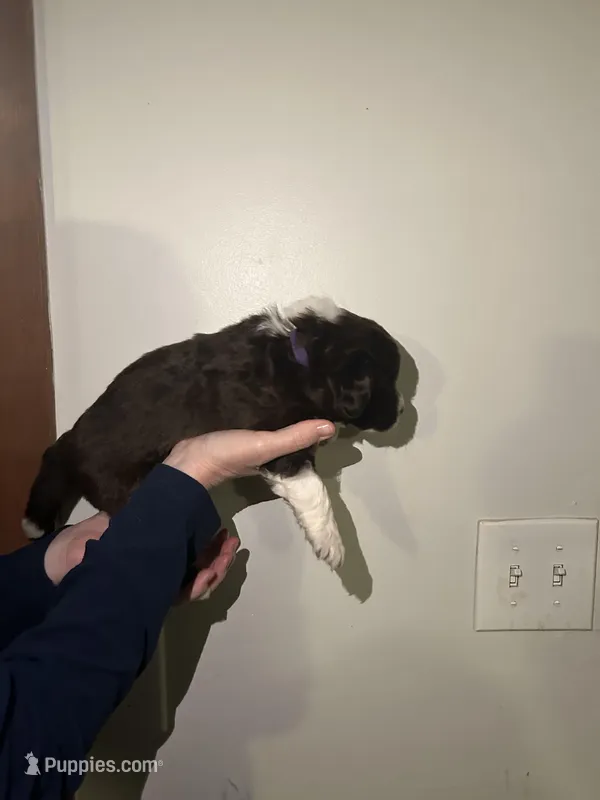 Allie, a female Newfypoo for sale in Pell City, AL – Photo 1 of 2
