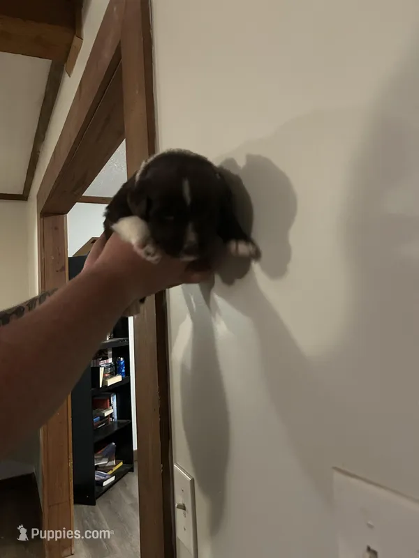 Jack, a male Newfypoo for sale in Pell City, AL – Photo 1 of 1