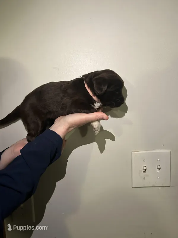 Wren, a female Newfypoo for sale in Pell City, AL – Photo 1 of 2