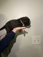 Wren, a female Newfypoo for sale in Pell City, AL – Photo 1 of 2